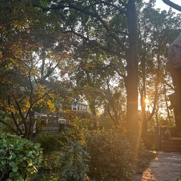 Meet your Posher, Cleo - Picture 1 of 1